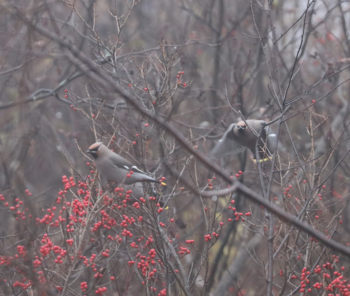 Bohemian Waxwing - ML644382104