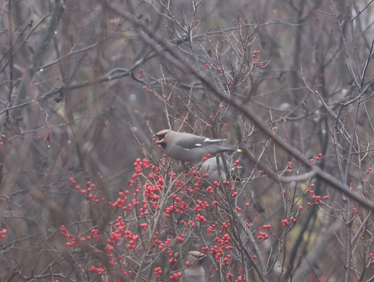 Bohemian Waxwing - ML644382105