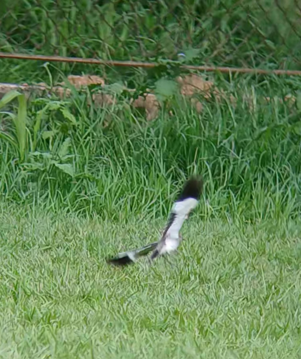 Gray Monjita - ML644382112