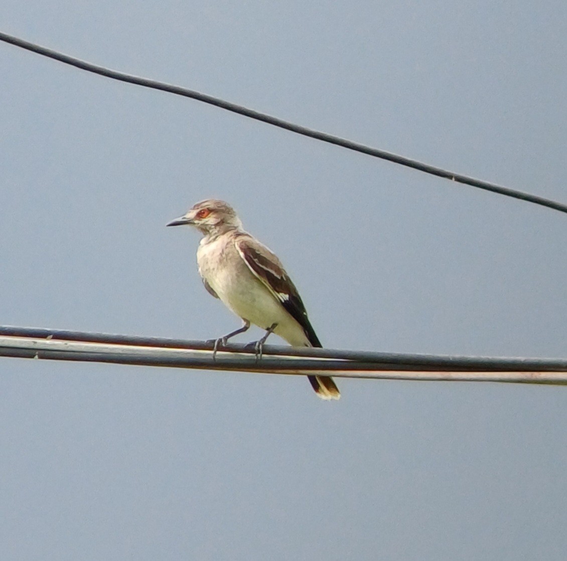 Gray Monjita - ML644382113