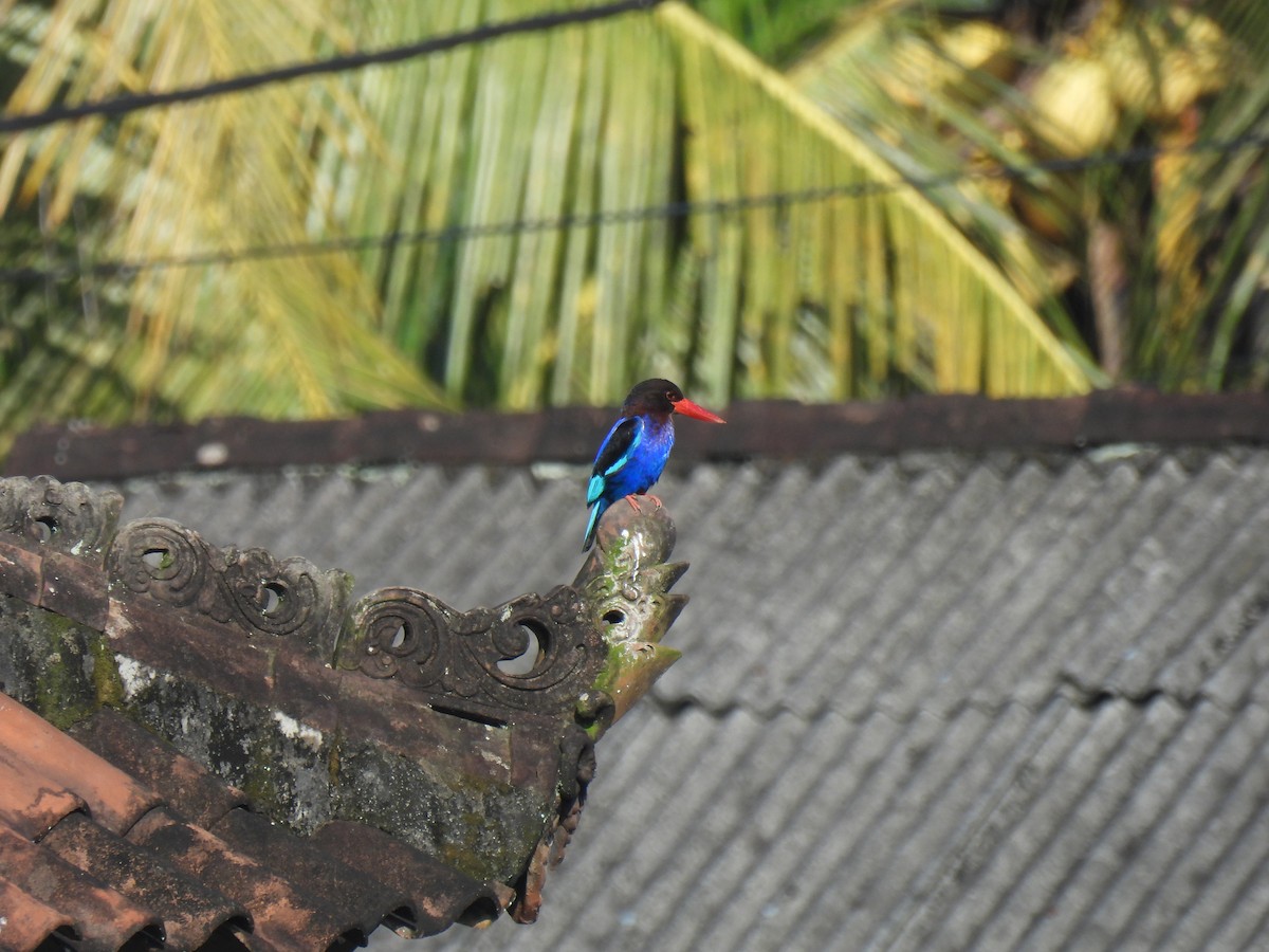 Javan Kingfisher - ML644382115