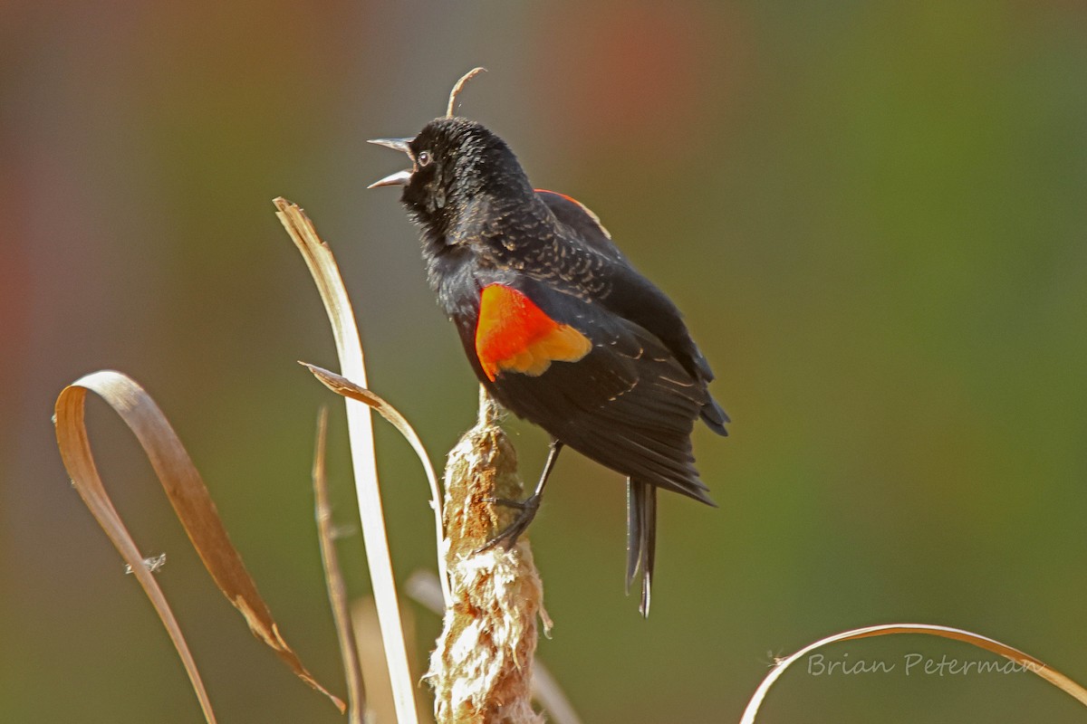 Red-winged Blackbird - ML644382117