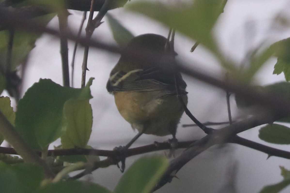 Bay-breasted Warbler - ML644382118