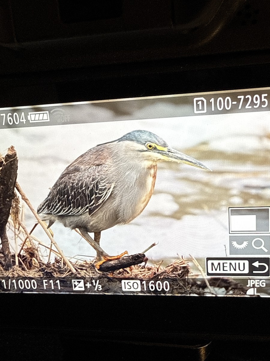 Black-headed Heron - ML644382122