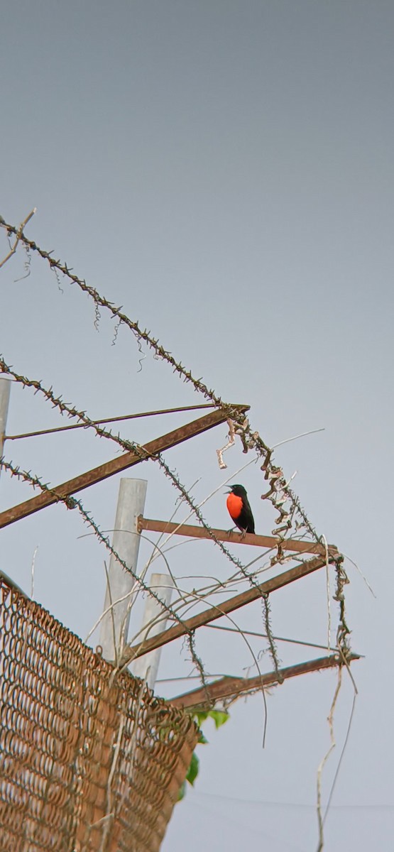 Red-breasted Meadowlark - ML644382124