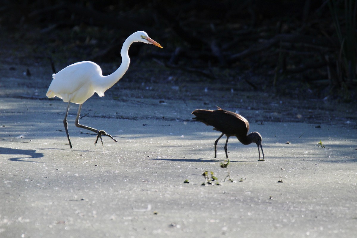 Glossy Ibis - Sherry Russak
