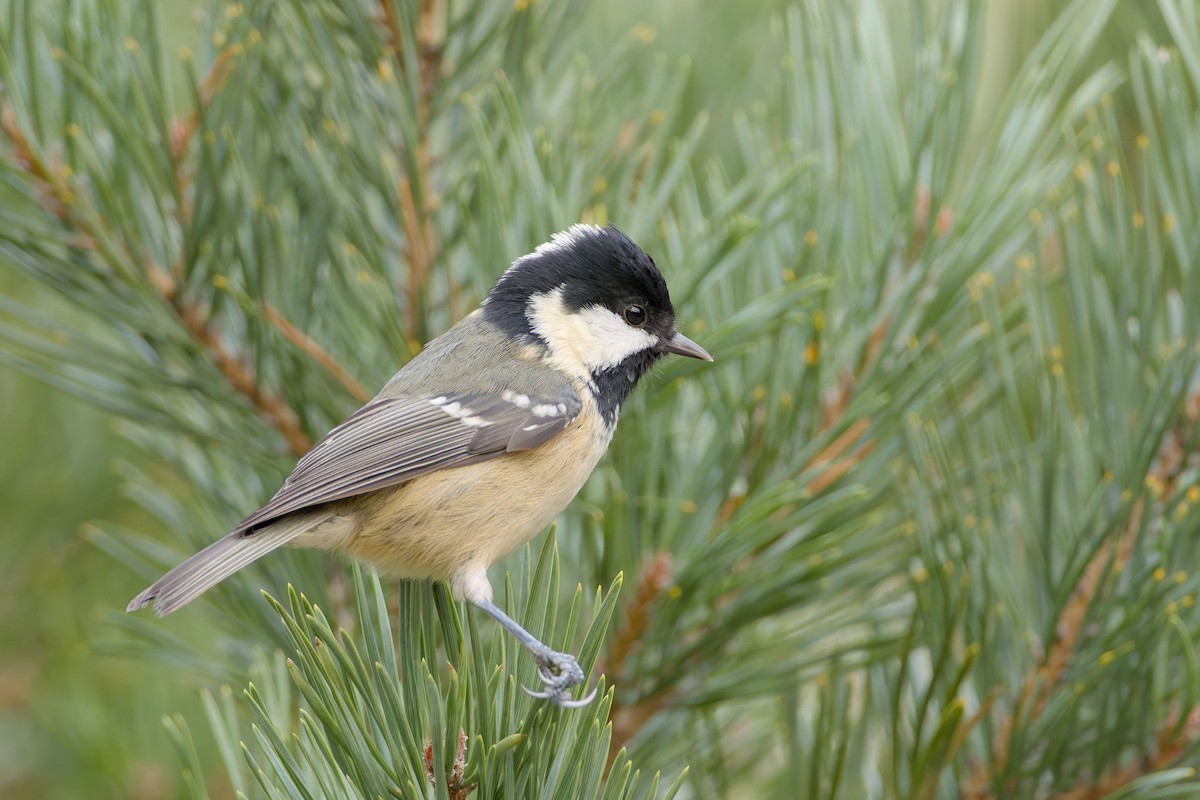 Coal Tit - ML644382129