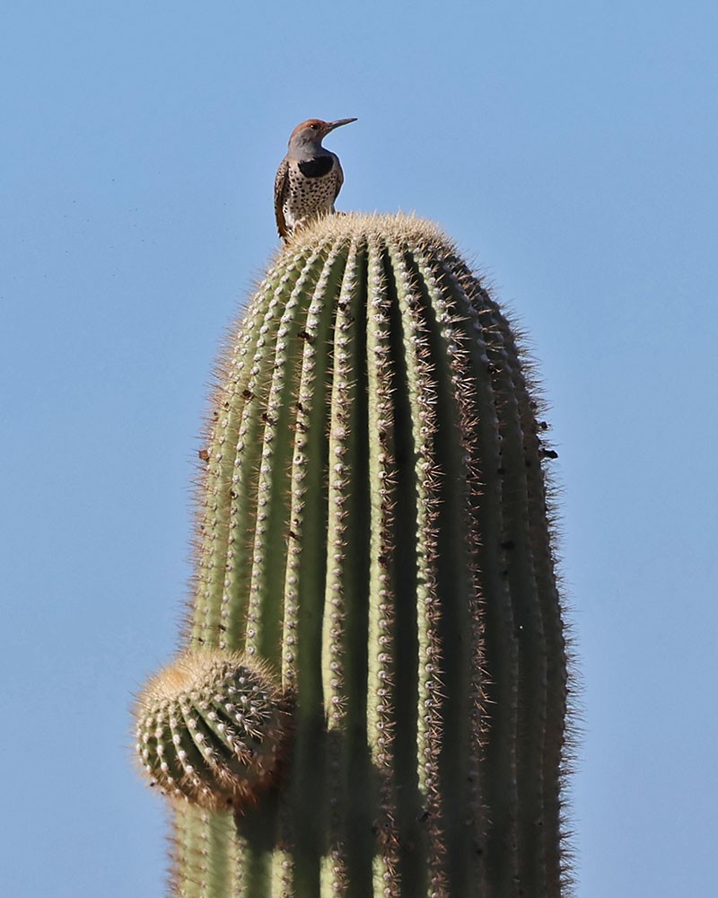 Gilded Flicker - ML644382130