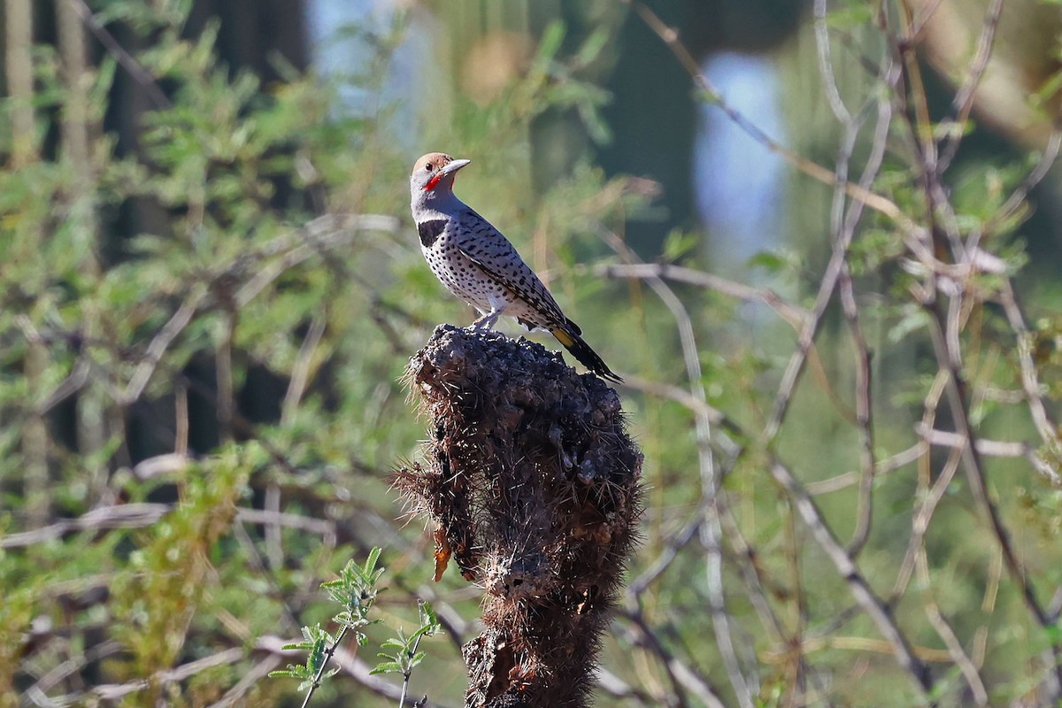 Gilded Flicker - ML644382131