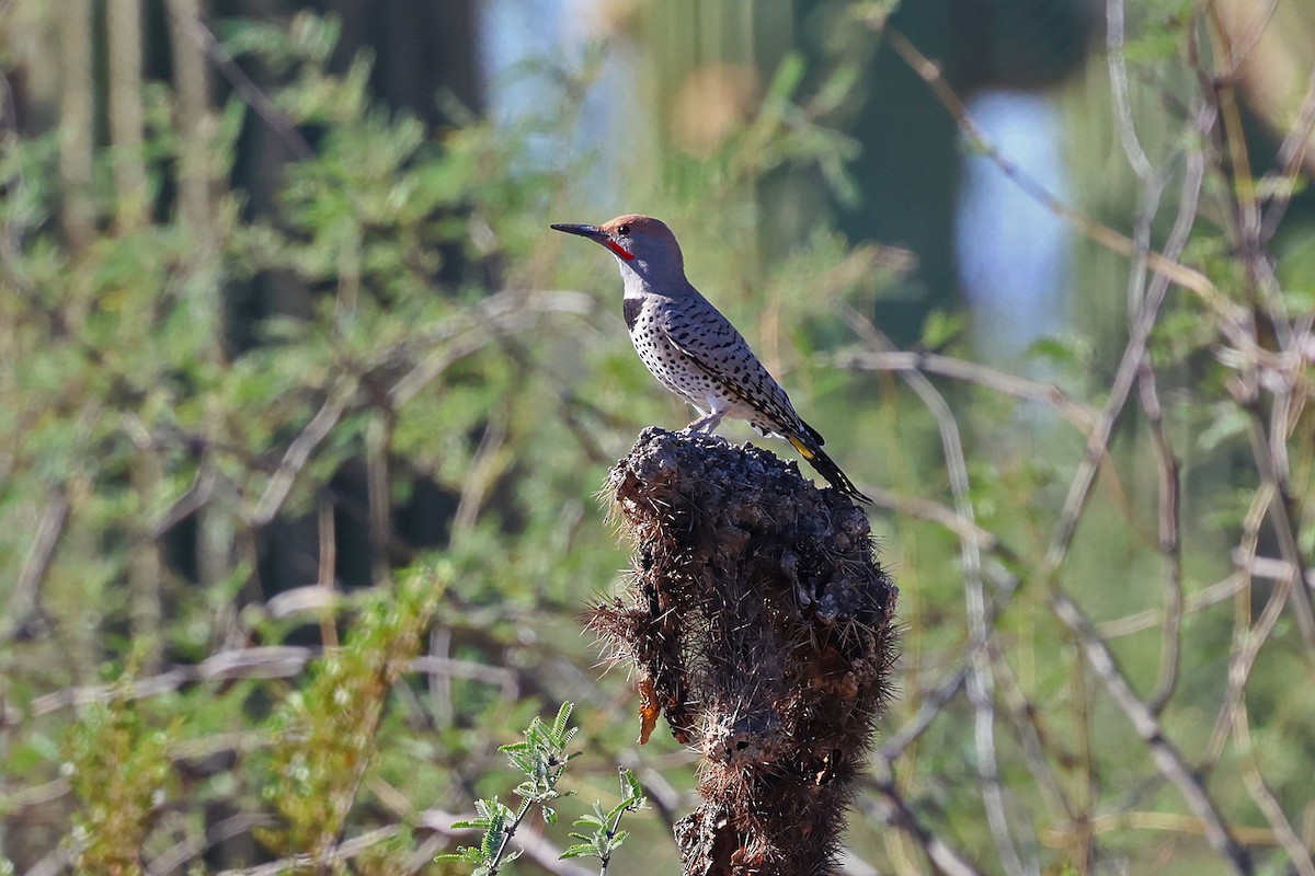 Gilded Flicker - ML644382132