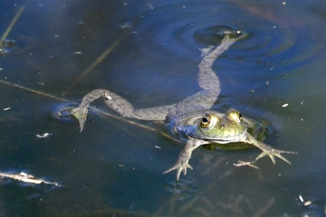 American Bullfrog - ML644382142
