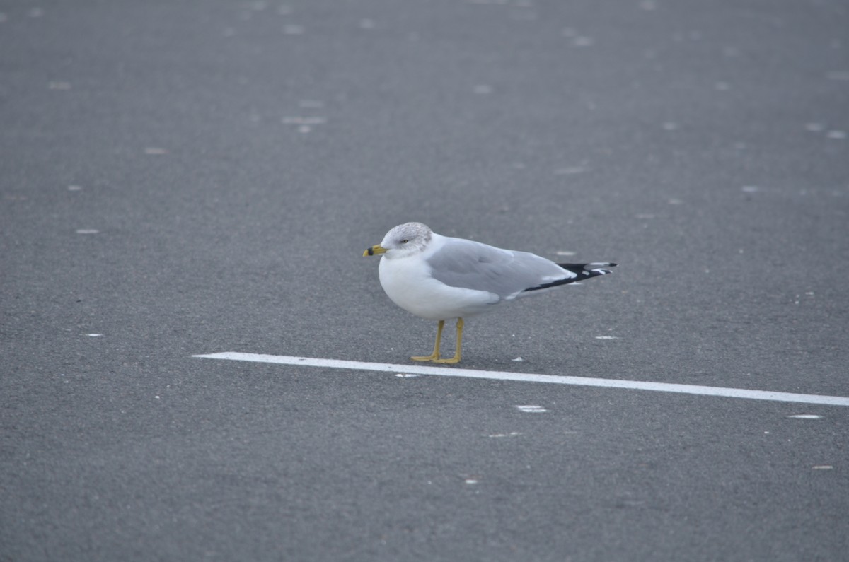 Ring-billed Gull - ML644382145