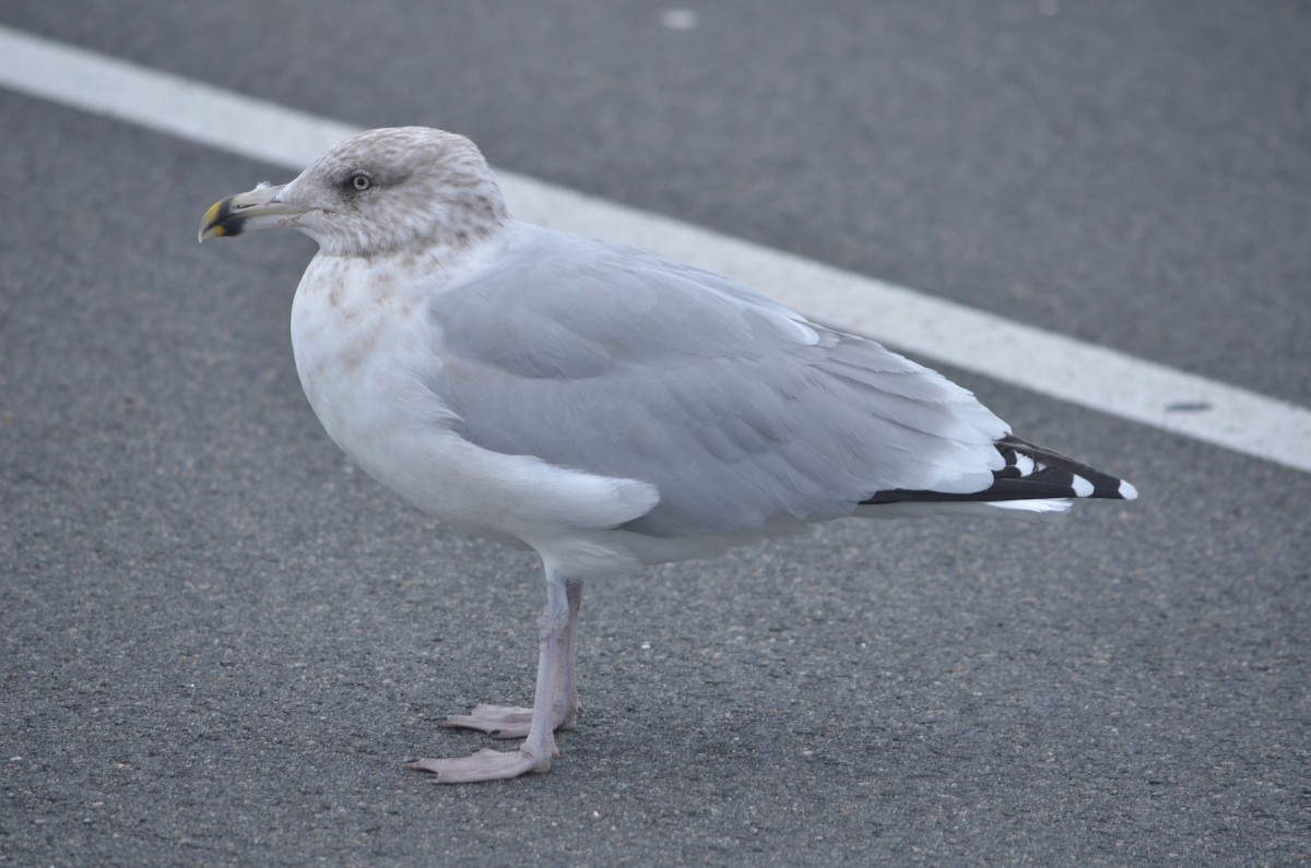 American Herring Gull - ML644382147