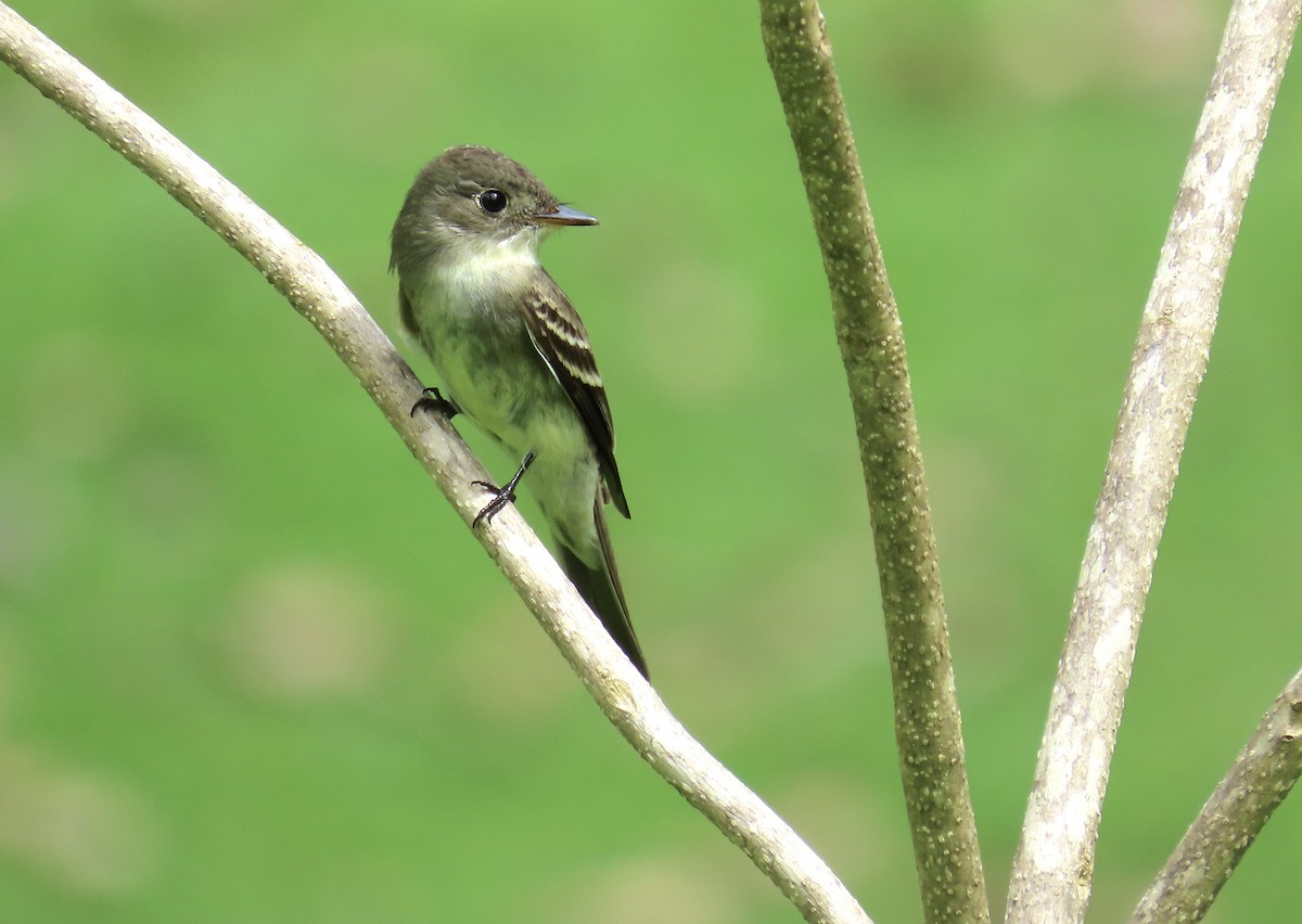 Eastern Wood-Pewee - ML644382148