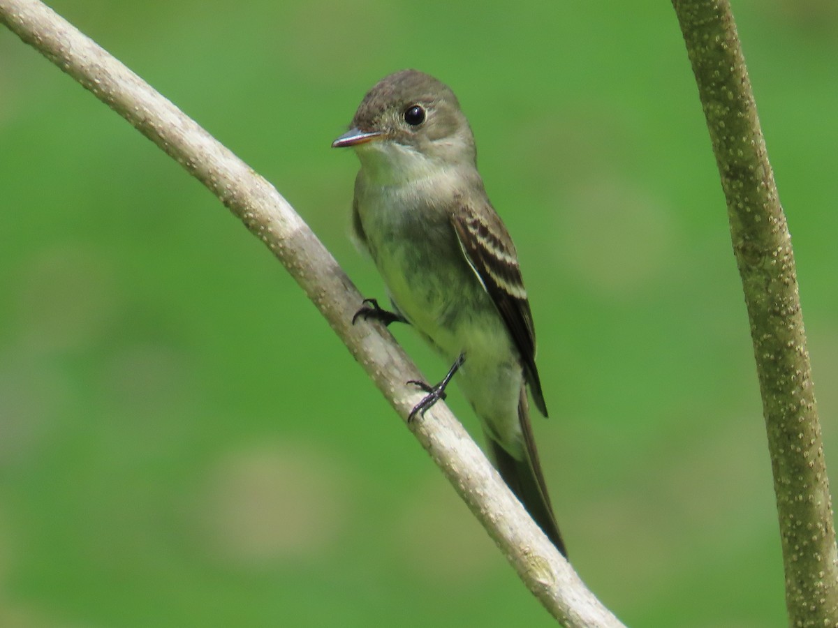 Eastern Wood-Pewee - ML644382149