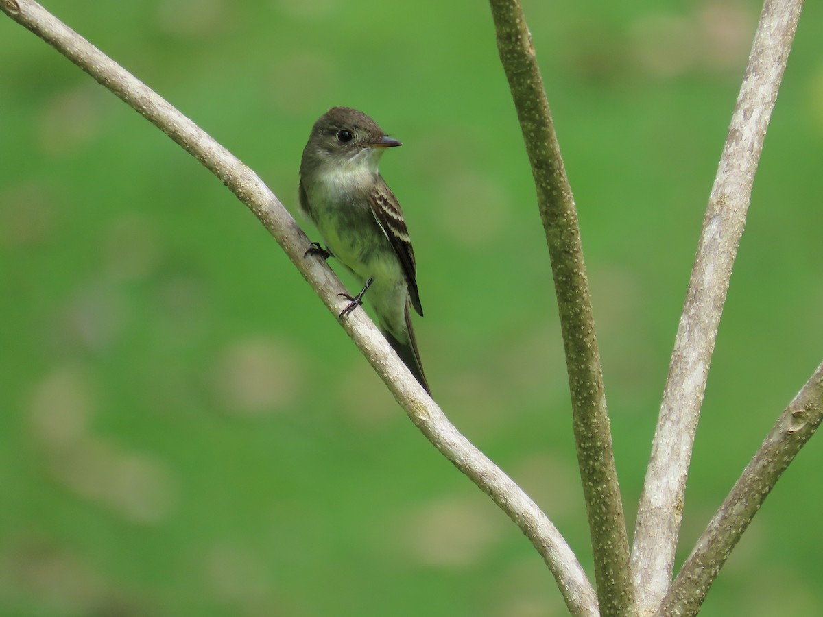 Eastern Wood-Pewee - ML644382150