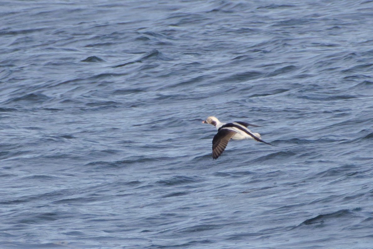 Long-tailed Duck - ML644382151