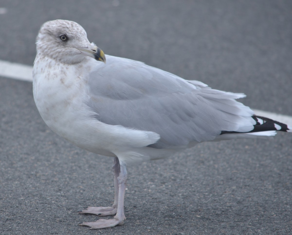 American Herring Gull - ML644382152