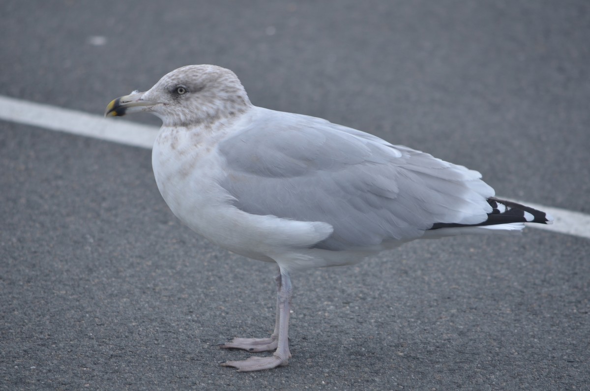 American Herring Gull - ML644382153