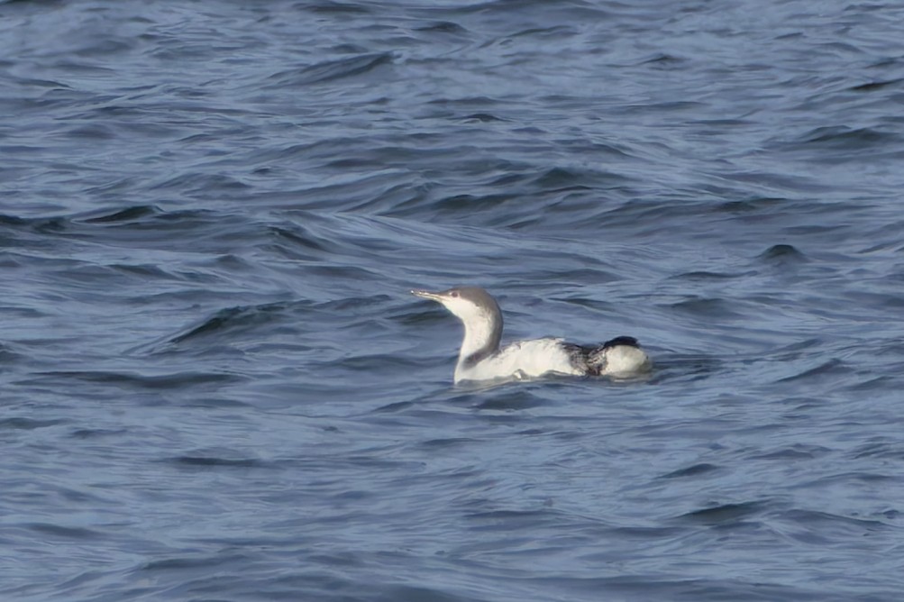 Red-throated Loon - ML644382160