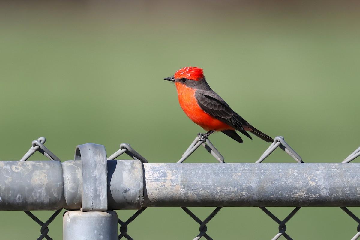 Москверо вогнистий - ML644382161