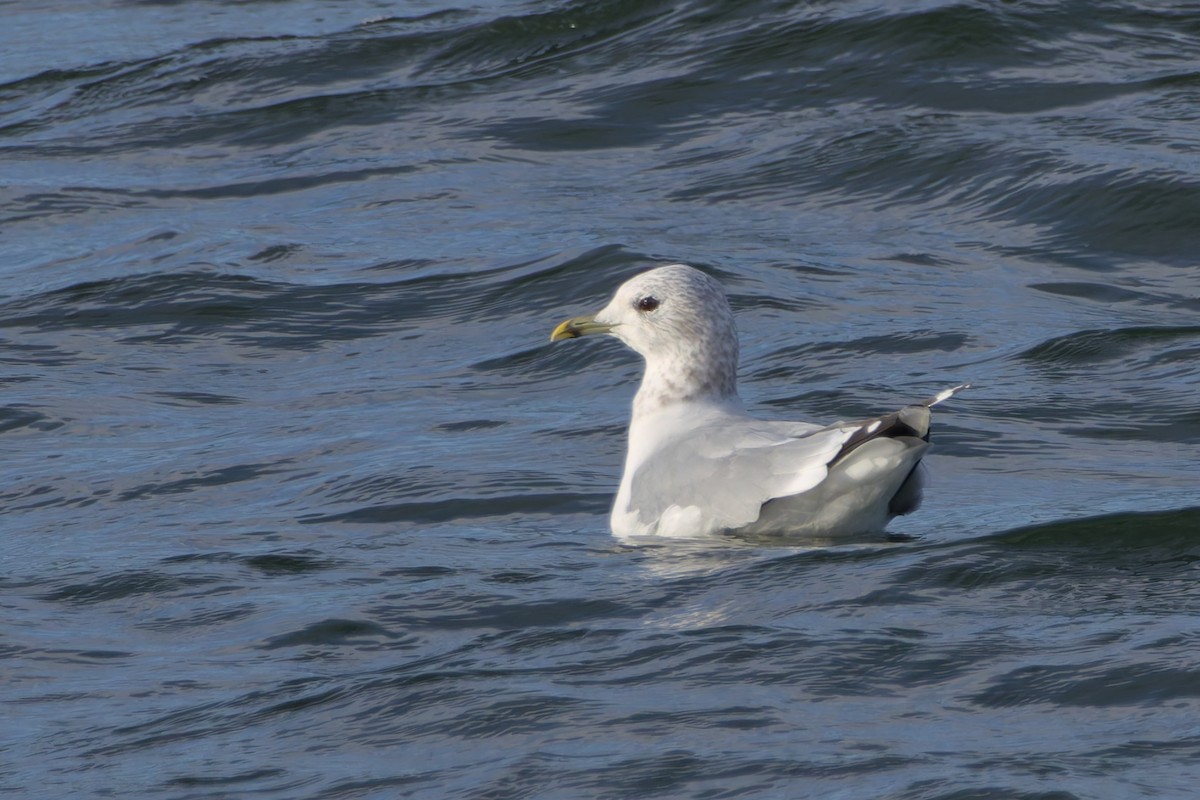 Common Gull - ML644382164