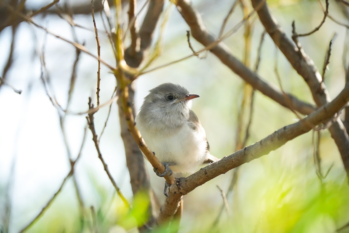 Horsfield's Bronze-Cuckoo - Haydn Radford