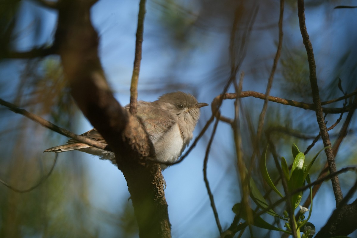Horsfield's Bronze-Cuckoo - Haydn Radford