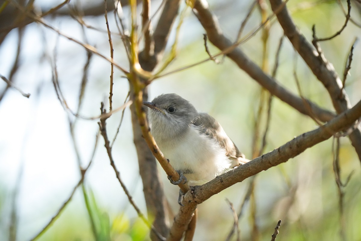 Horsfield's Bronze-Cuckoo - Haydn Radford