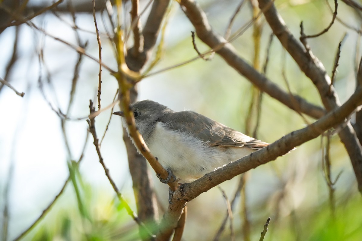 Horsfield's Bronze-Cuckoo - Haydn Radford