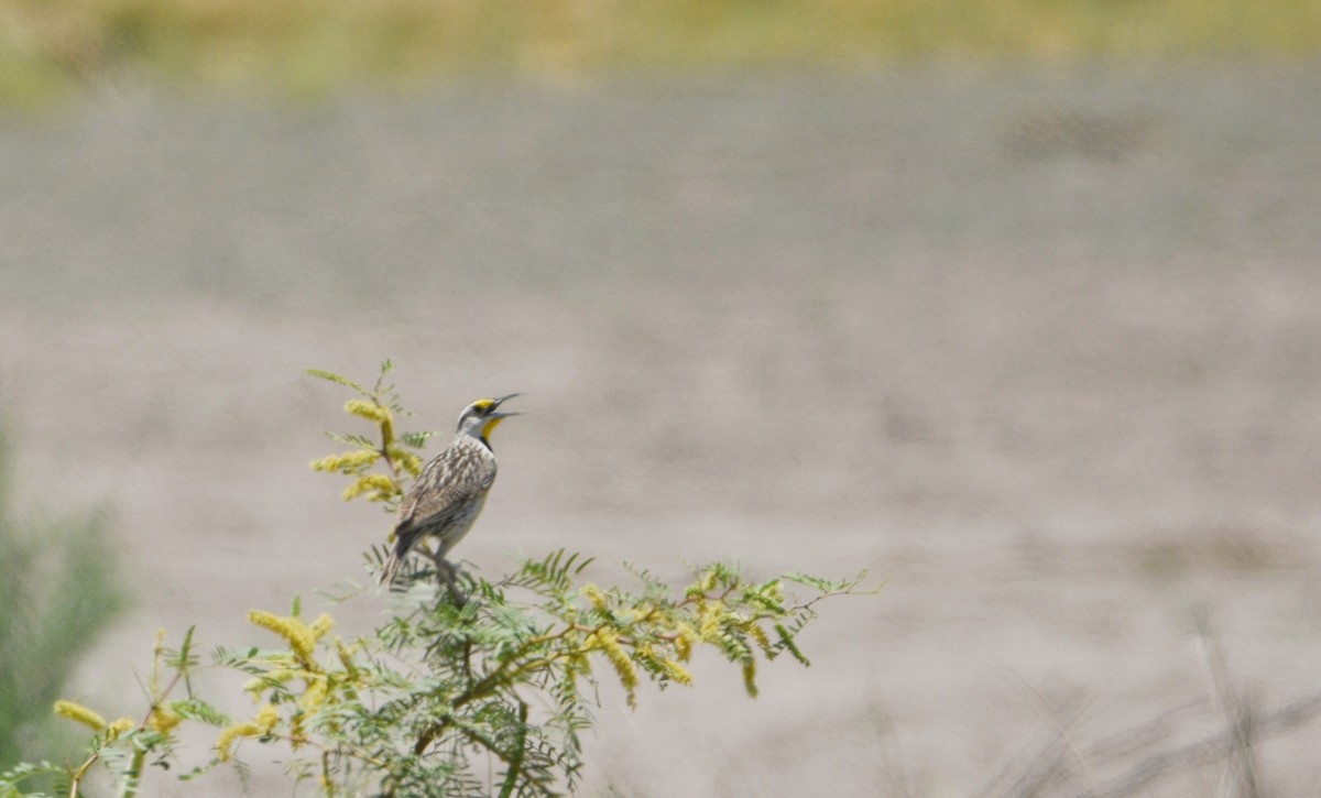 Sturnelle de Lilian - ML644382189