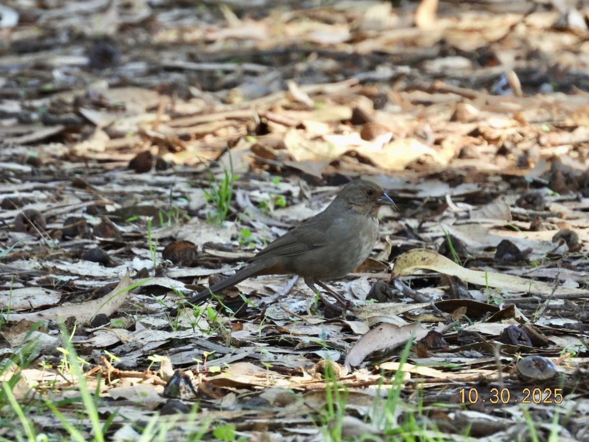 California Towhee - ML644382190
