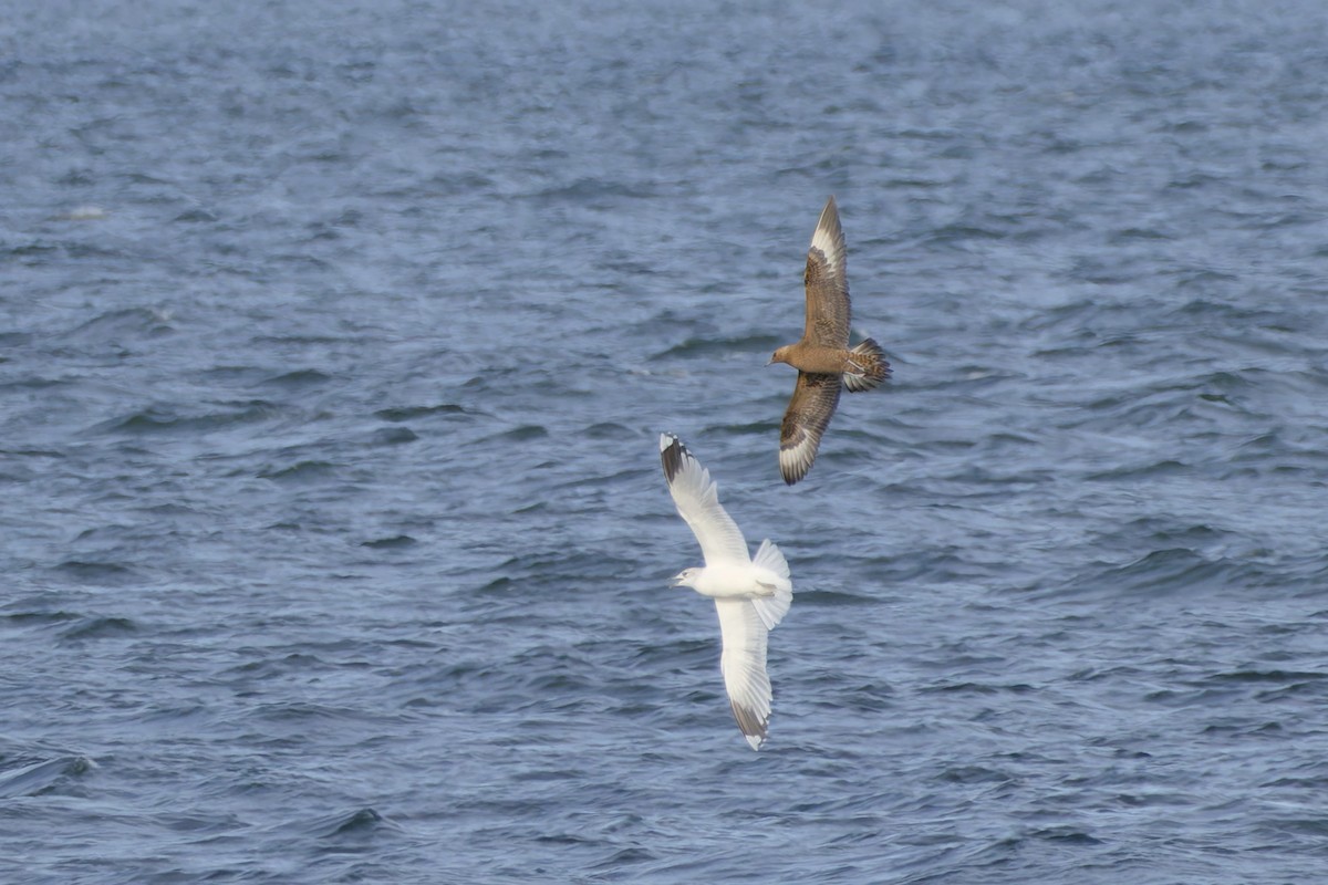 Parasitic Jaeger - ML644382192