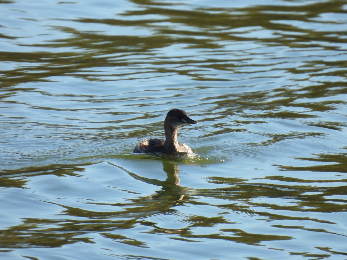 Little Grebe - ML644382197