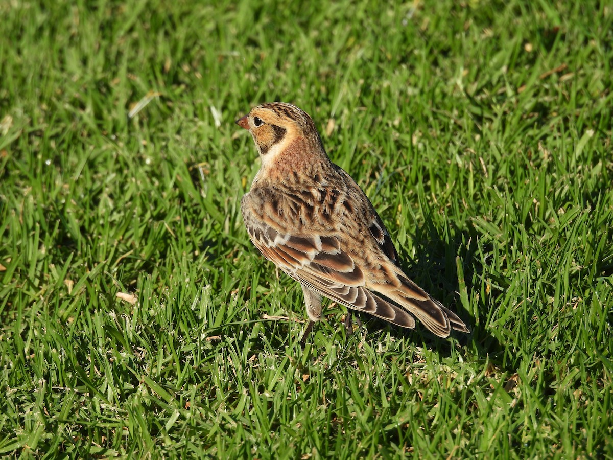 Подорожник лапландський - ML644382200