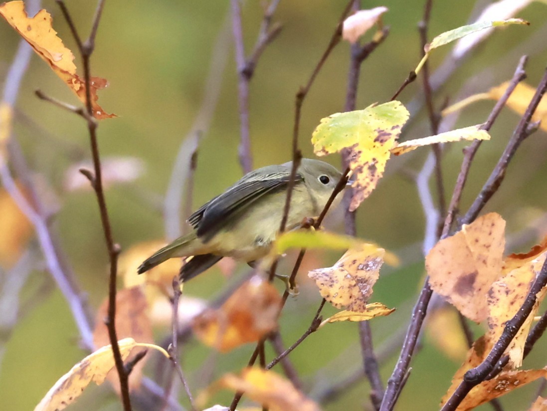 Northern Yellow Warbler - ML644382230