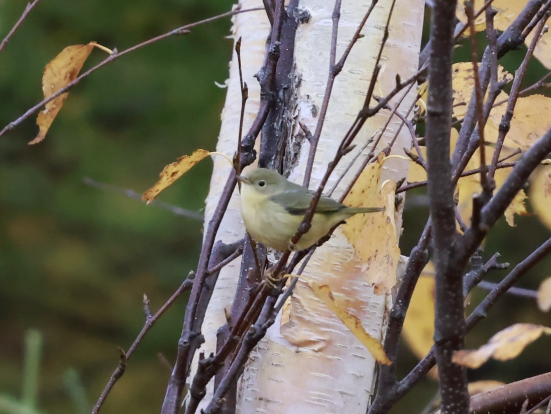 Northern Yellow Warbler - ML644382231