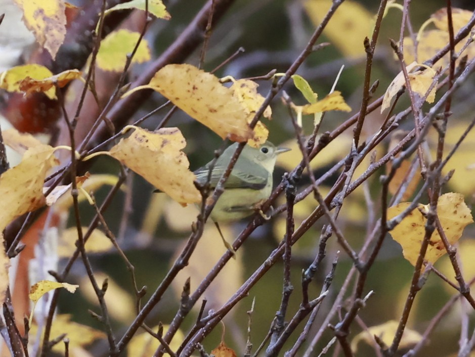 Northern Yellow Warbler - ML644382232