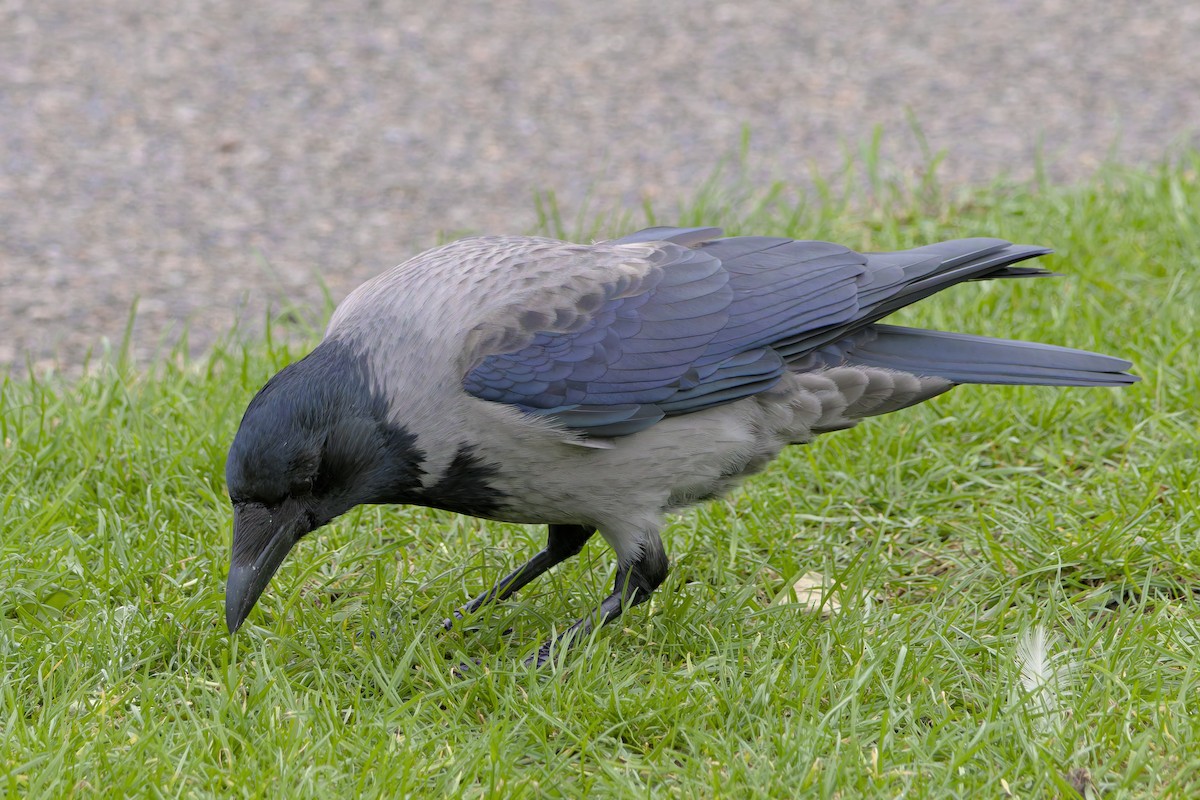 Hooded Crow - ML644382233