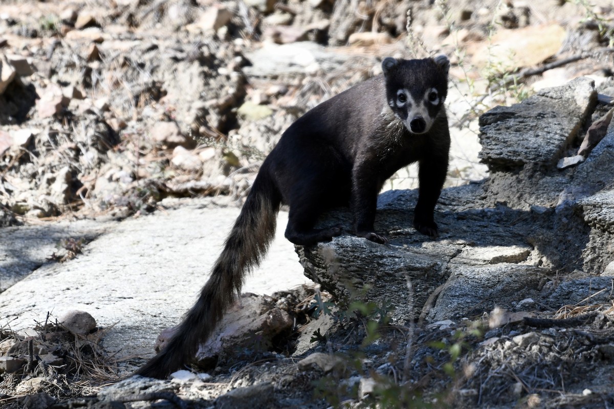 White-nosed Coati - ML644382237