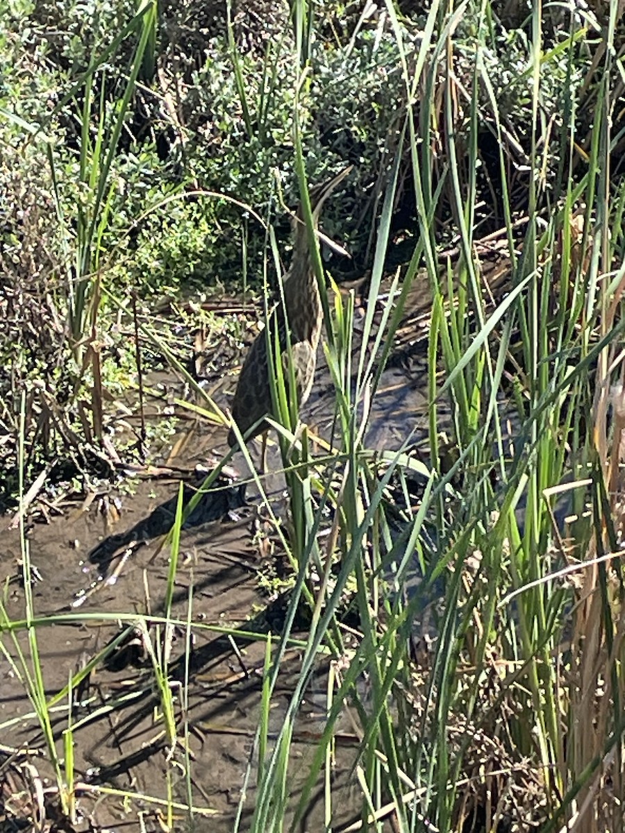American Bittern - ML644382245