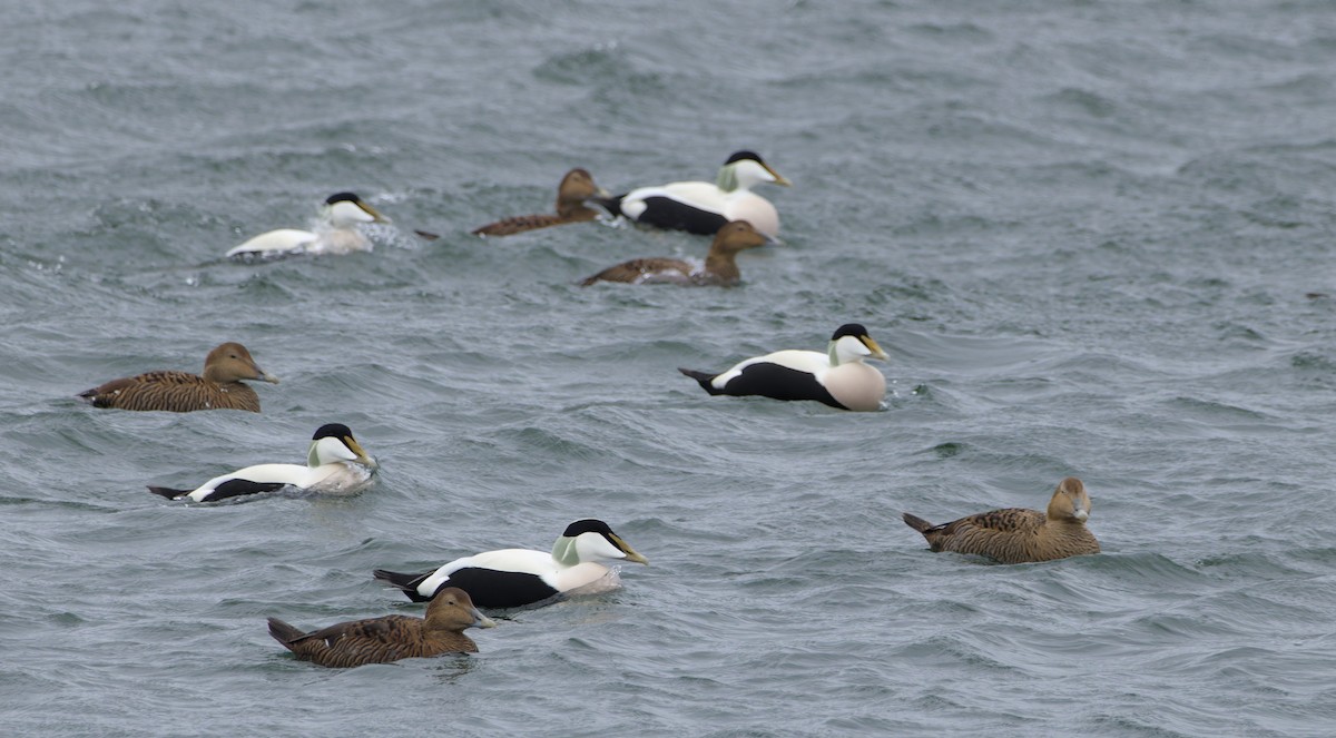 Common Eider - ML644382258