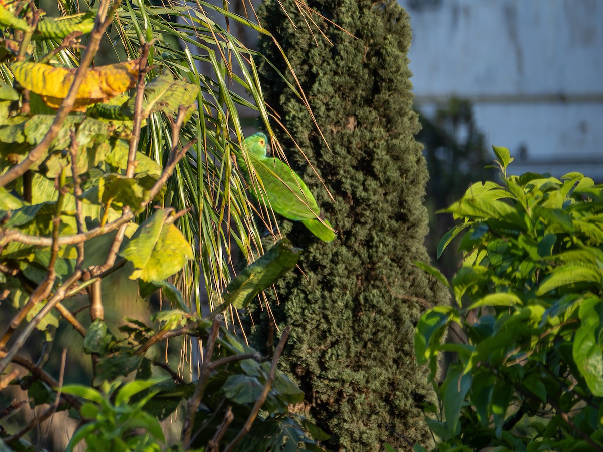 Синелобый амазон - ML644382260