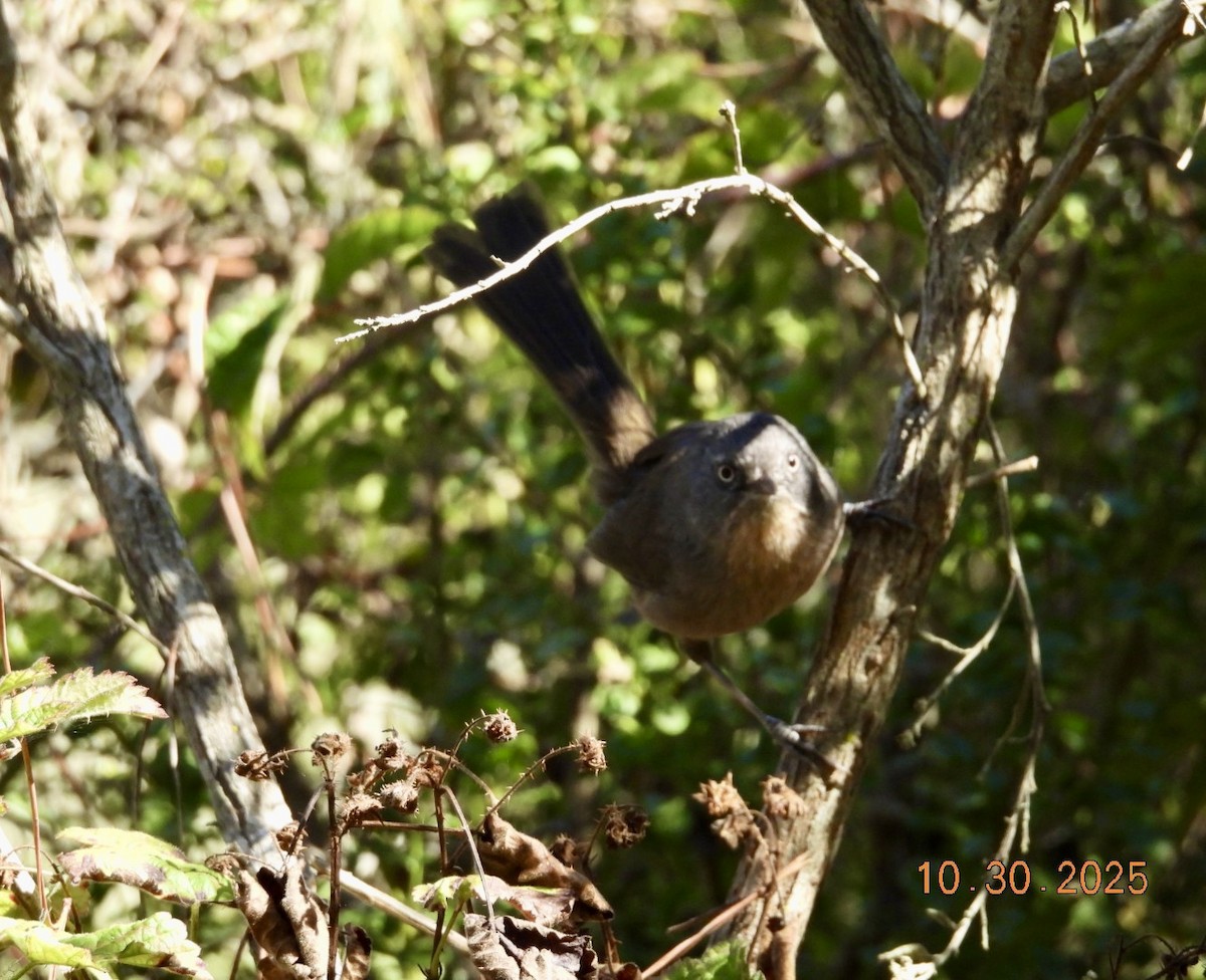 Wrentit - ML644382263