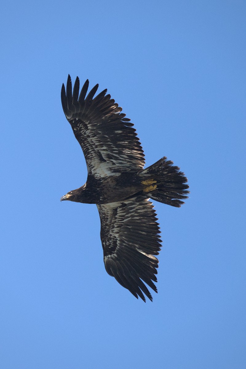 Bald Eagle - ML644382271