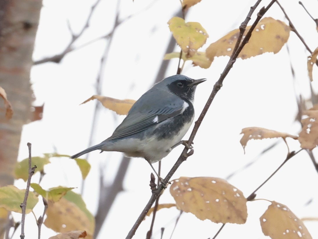 Black-throated Blue Warbler - ML644382284