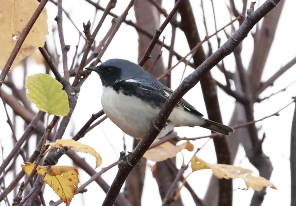 Black-throated Blue Warbler - ML644382285