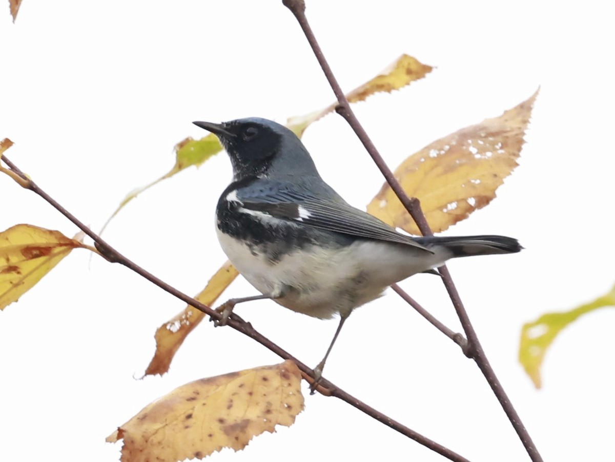 Black-throated Blue Warbler - ML644382286
