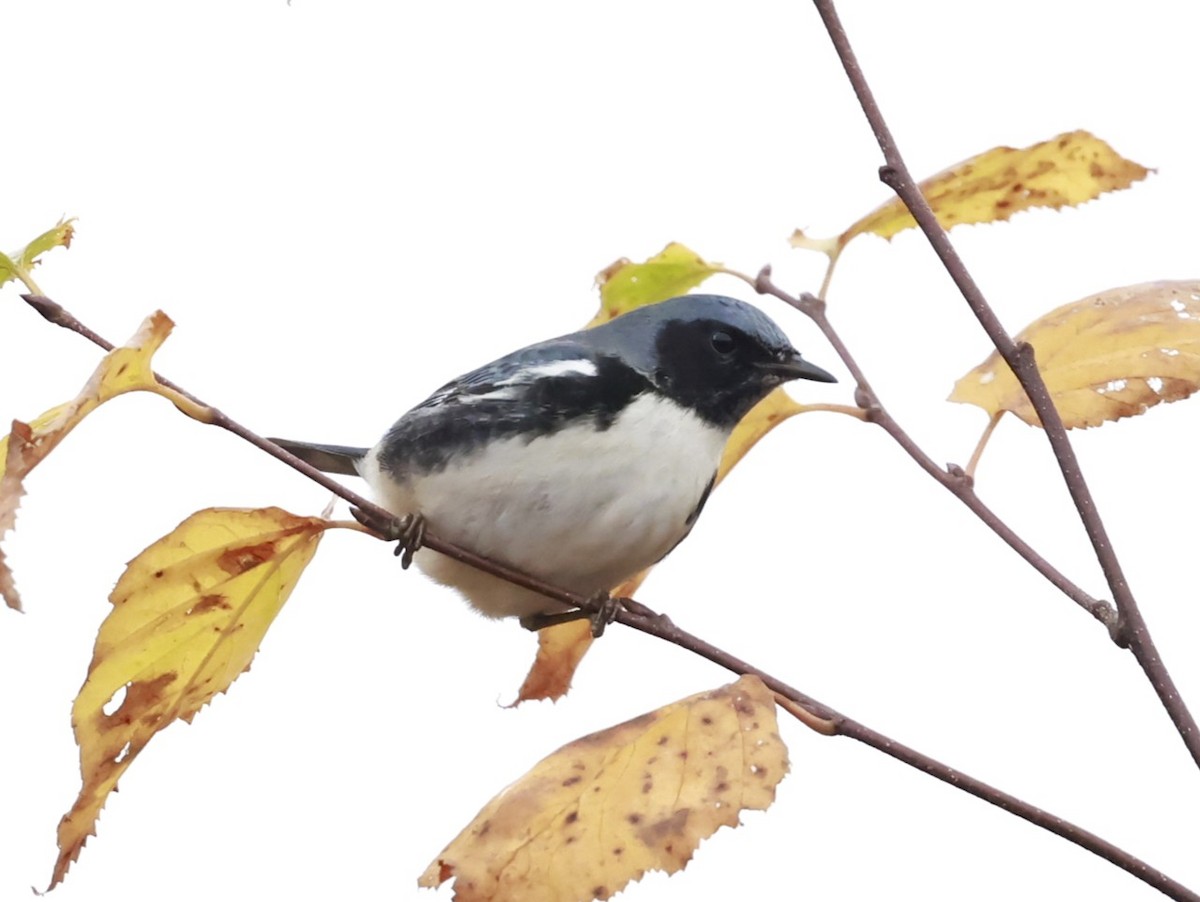 Black-throated Blue Warbler - ML644382287