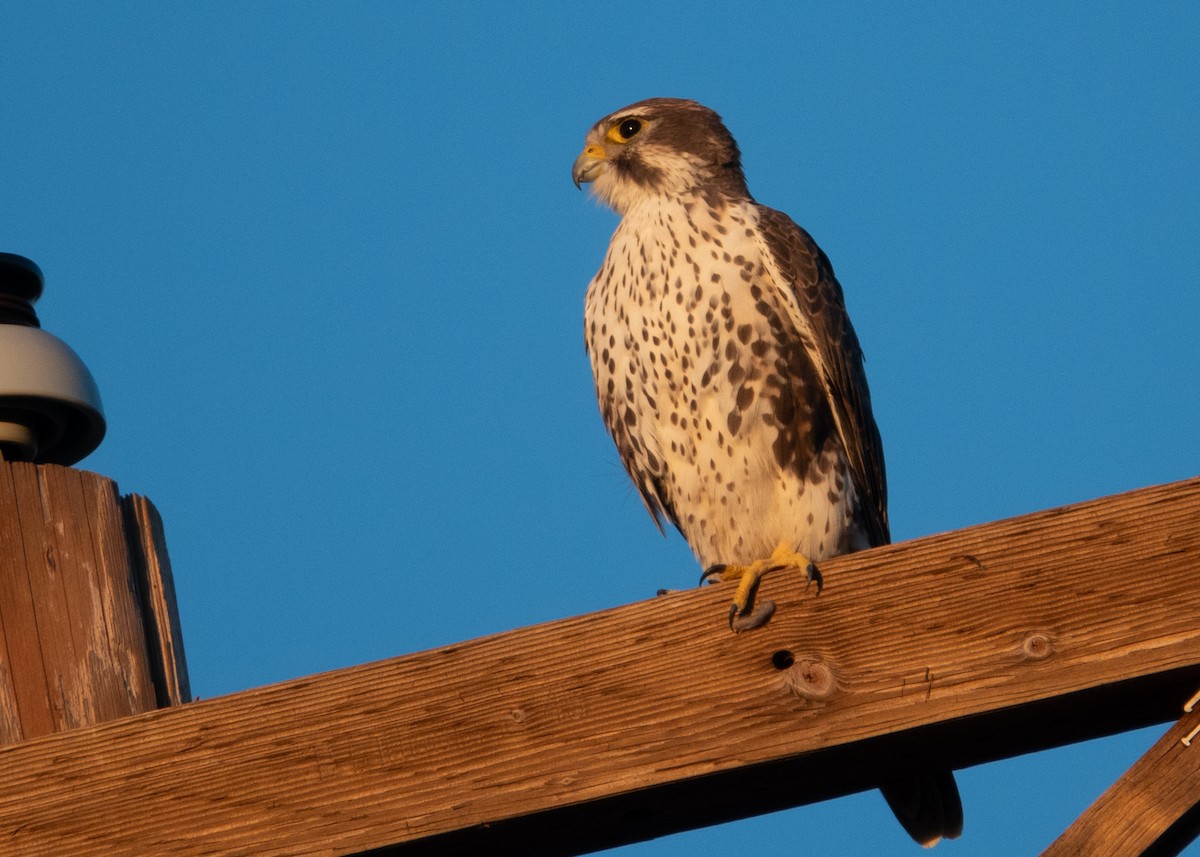 Prairie Falcon - ML644382302